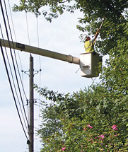 Tree Trimming Crew