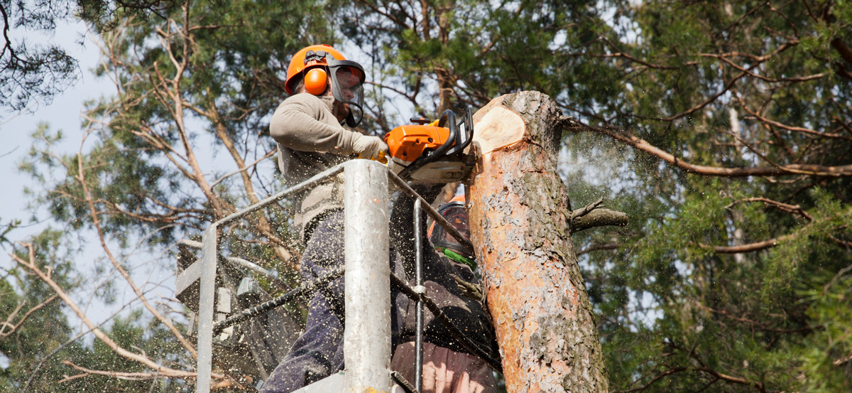 Tree Trimming Barrie Ontario