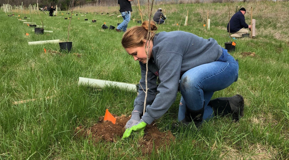 Employee planting trees