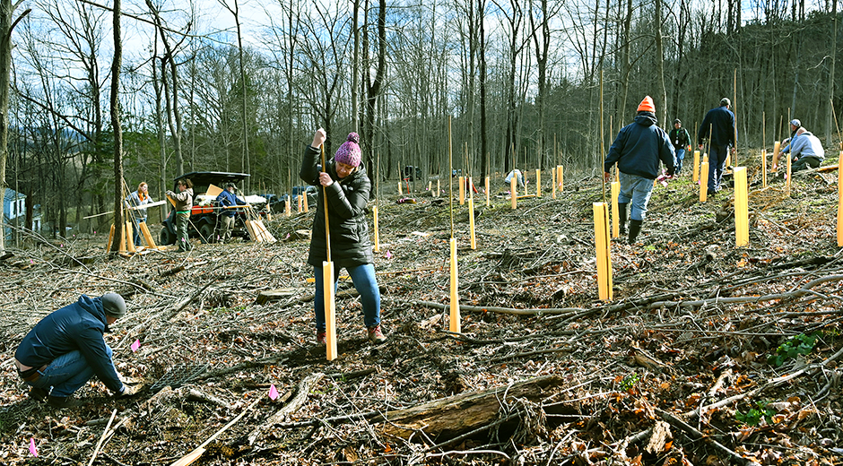 Tree planting