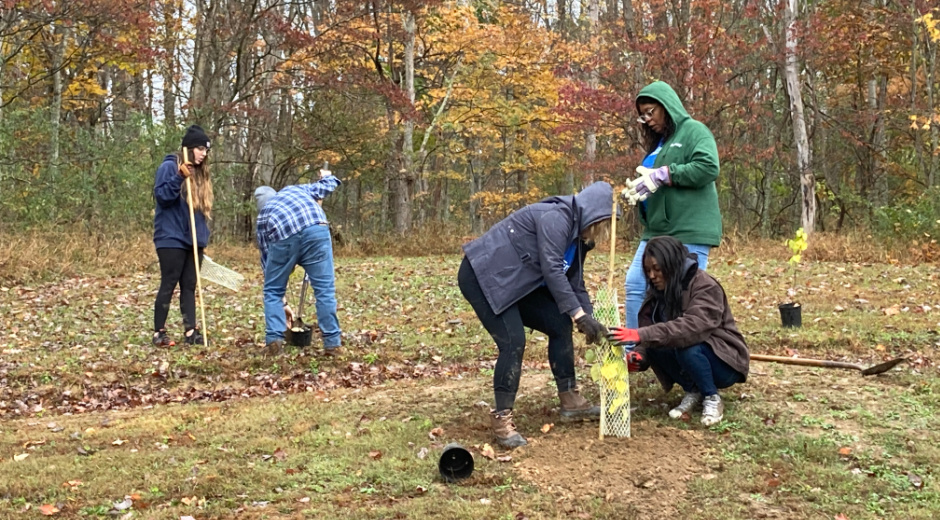 tree planting