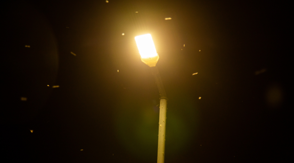 Light lamp with bugs near it