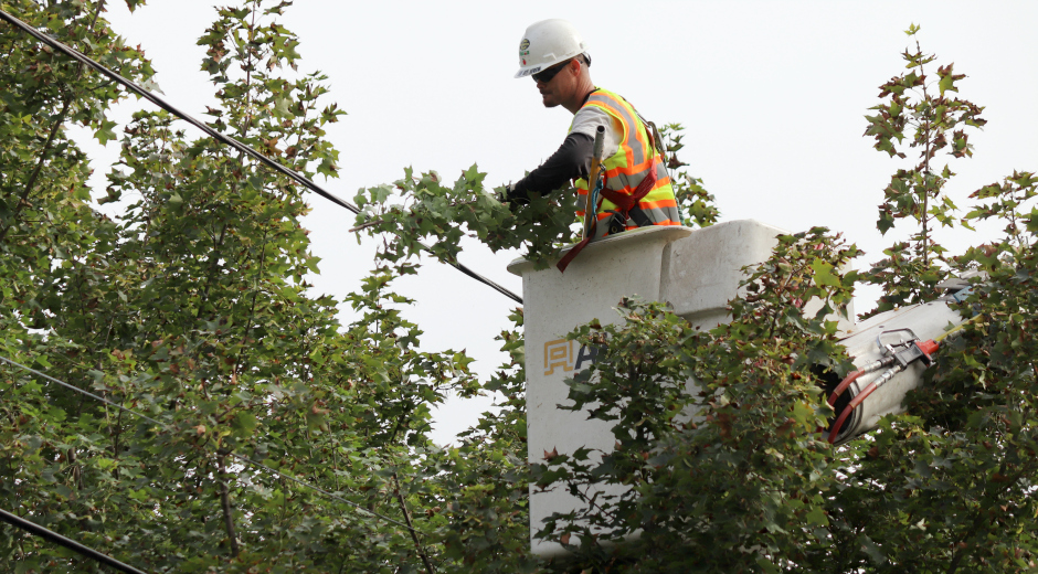 Tree Trimming