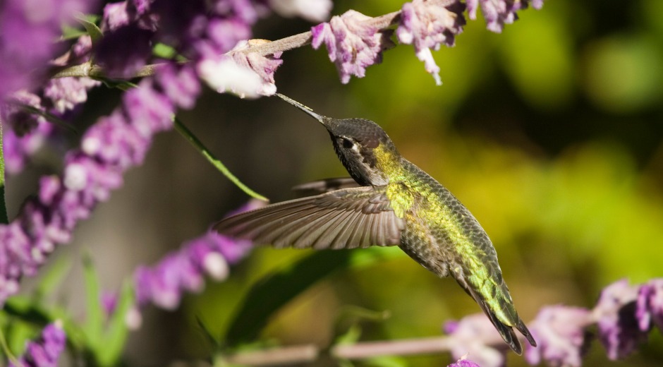 pollinator garden with hummingbird