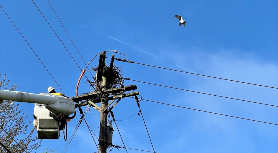 osprey nest relocation