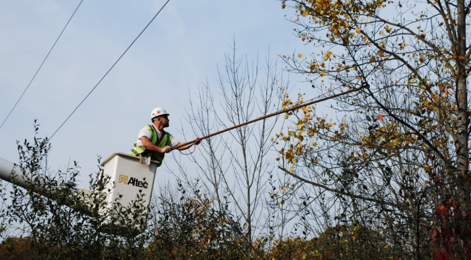 Tree Trimming