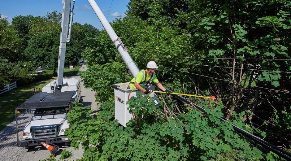 Tree trimming is critical to tid.org