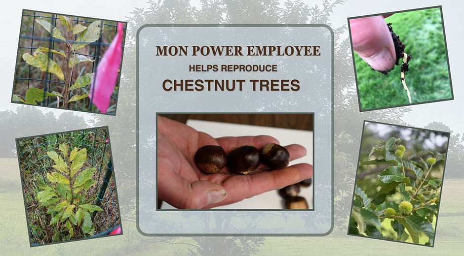 chest nut tree planting
