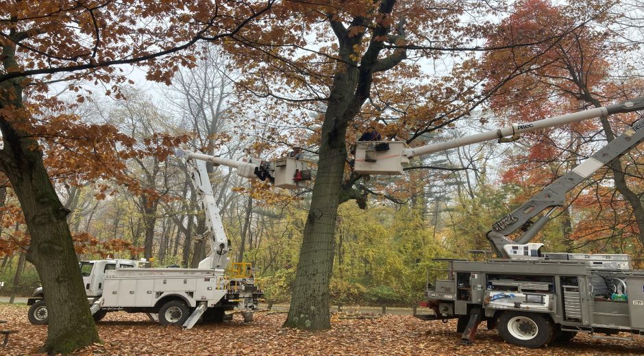 trucks hanging lights in trees