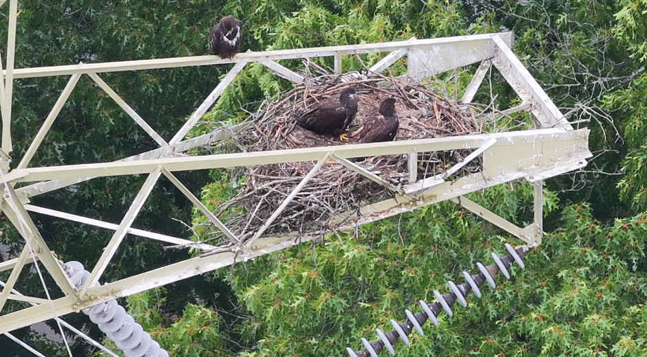 Eaglets image