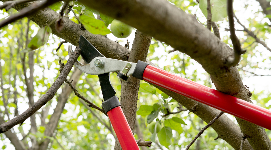 Tree Trimming Safety